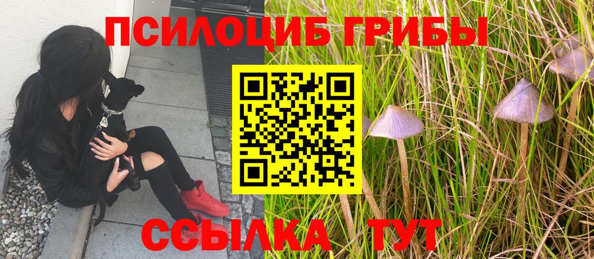 Бор  Псилоцибиновые грибы мицелий  Вход с VPN  Псилоцибиновые грибы прущие грибы 